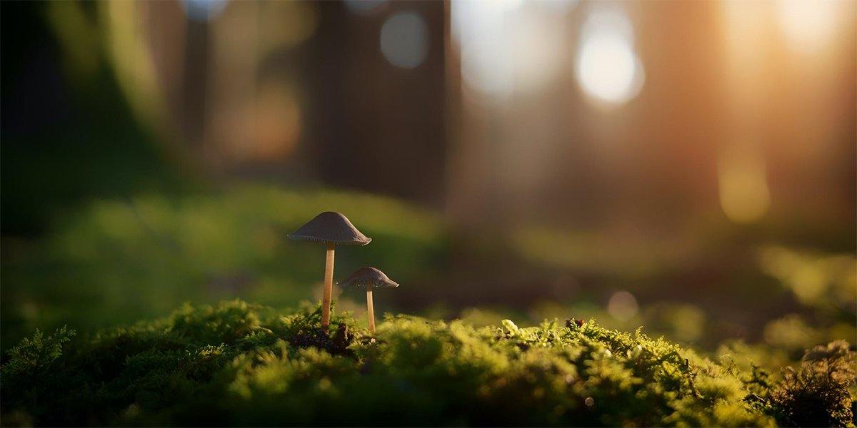 Best mycology camera for fungi lover