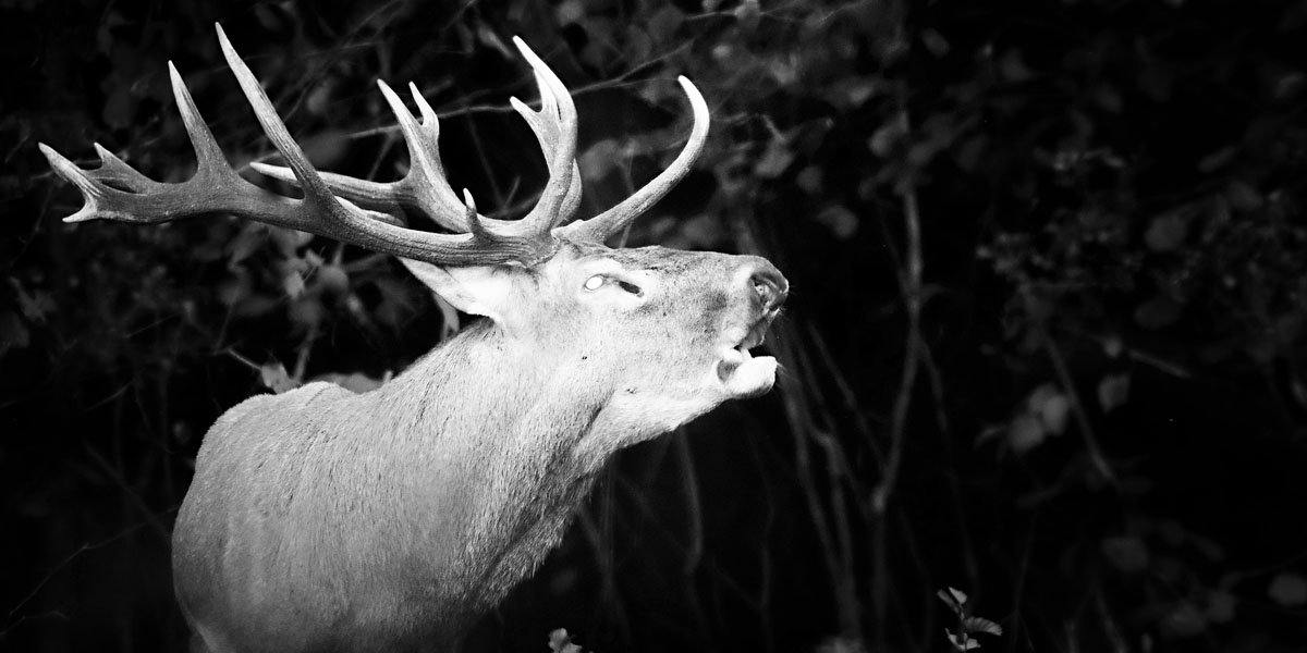 Five reasons you can't resist buying a hunting camera
