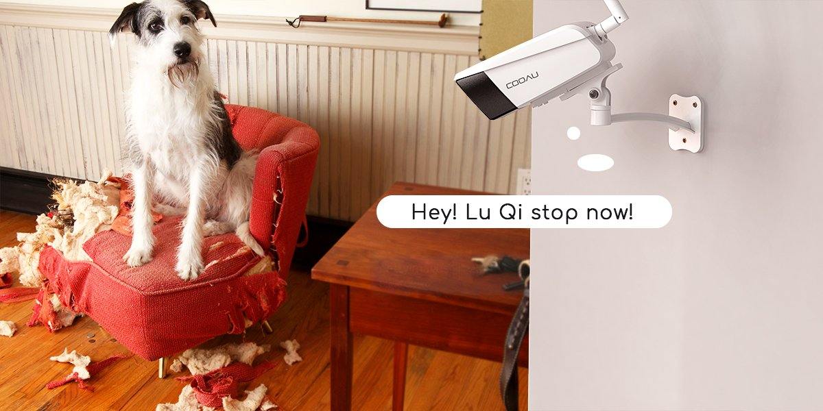 The Best Security Cameras for watching dogs, cats, birds and other pets