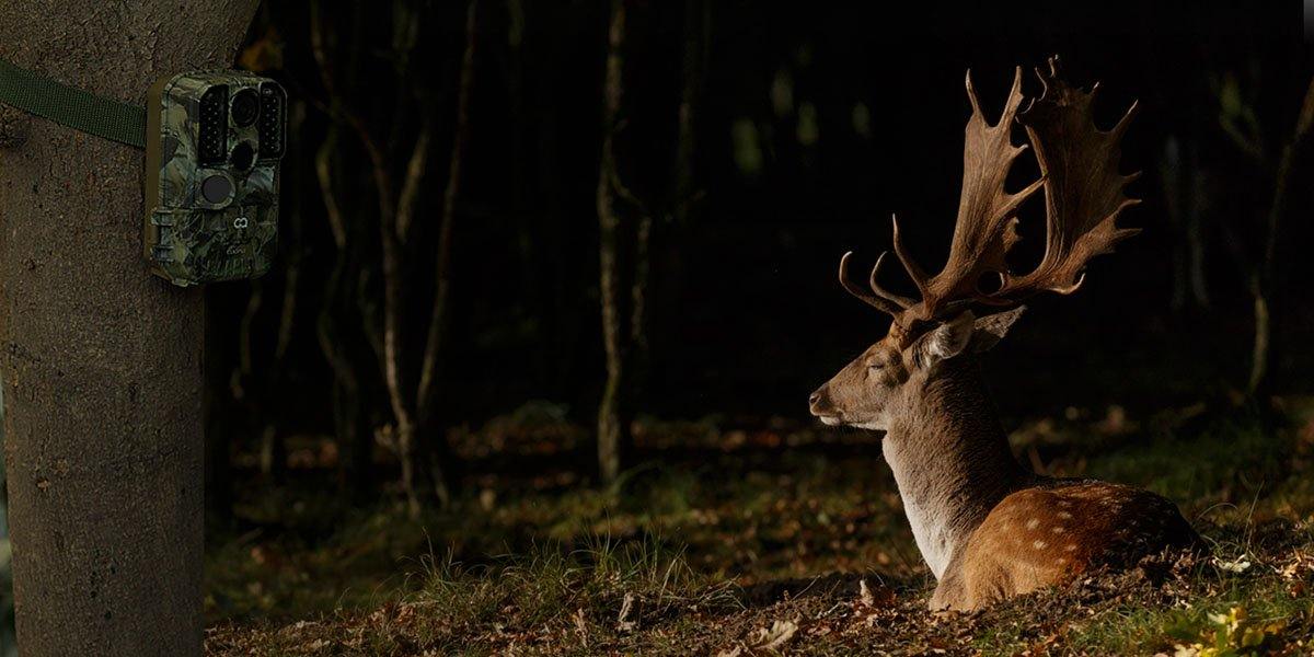 What should I look for when buying a trail camera?