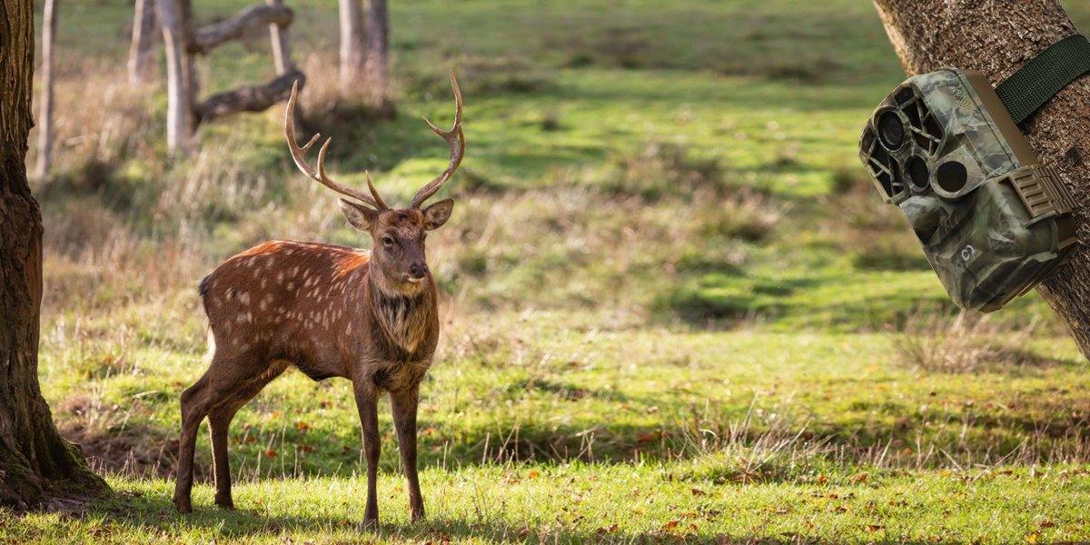 7 pro tips for capturing pictures with a trail camera